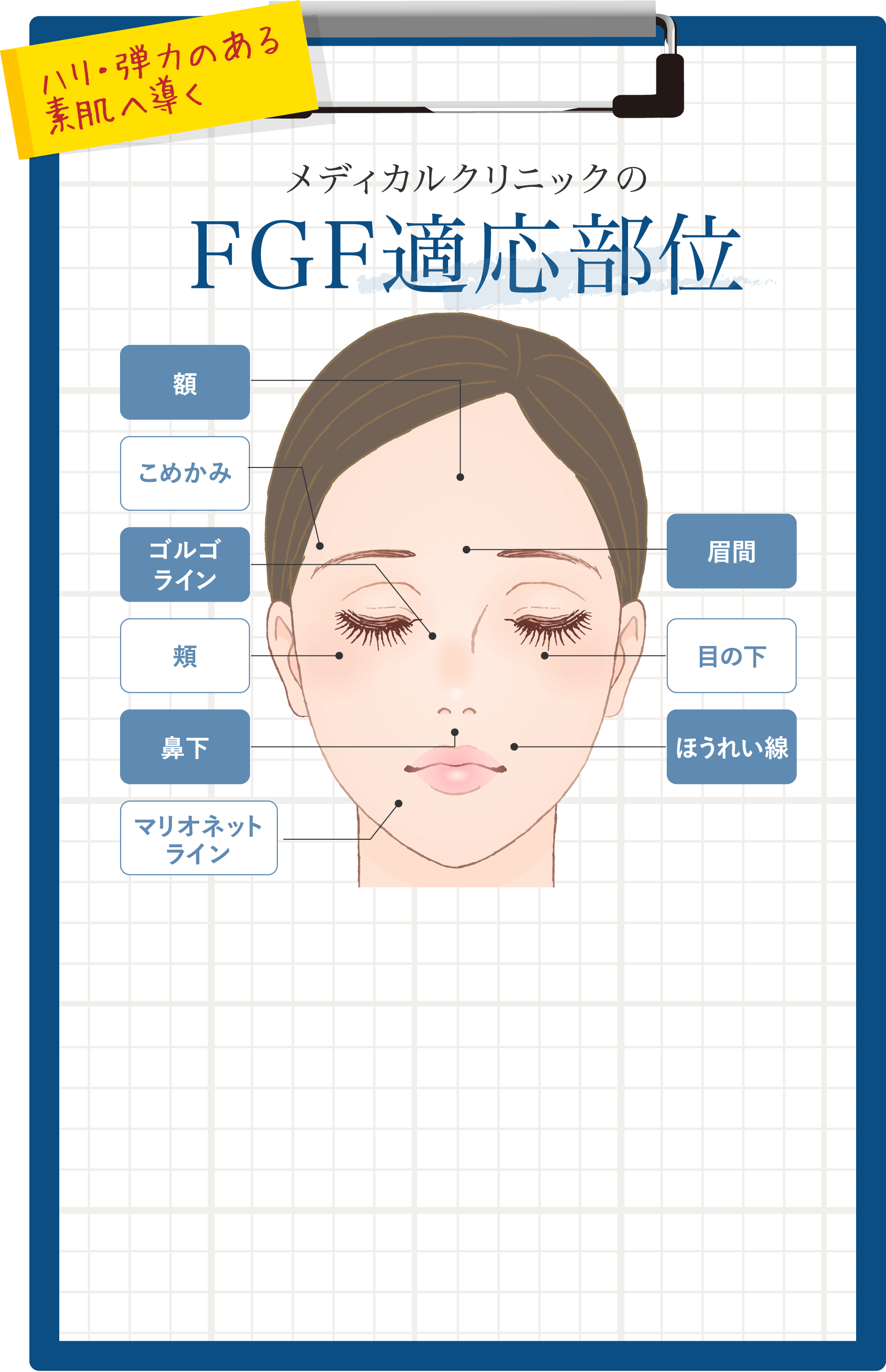 ハリ・弾力のある素肌へ導くメディカルクリニックのFGF適応部位